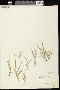 Panicum capillare subsp. capillare image