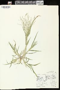 Panicum capillare subsp. capillare image