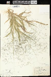 Panicum capillare subsp. capillare image