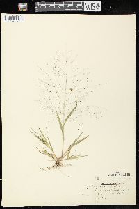 Panicum capillare subsp. capillare image