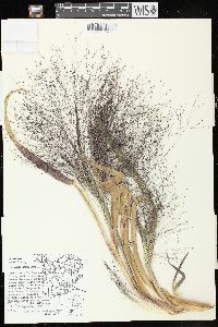 Panicum capillare subsp. capillare image