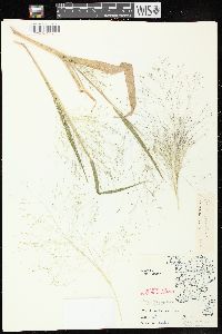 Panicum capillare subsp. capillare image