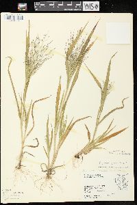 Panicum capillare subsp. capillare image