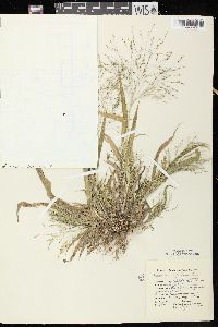 Panicum capillare subsp. capillare image