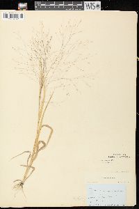 Panicum capillare subsp. capillare image