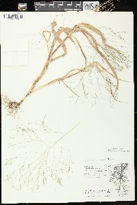 Panicum capillare subsp. capillare image