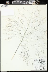 Panicum capillare subsp. capillare image