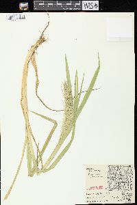 Glyceria grandis image