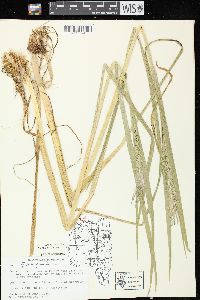 Glyceria grandis image