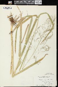 Glyceria grandis image