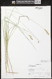 Carex prairea image