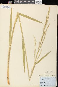 Glyceria septentrionalis image