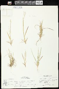 Dichanthelium depauperatum image