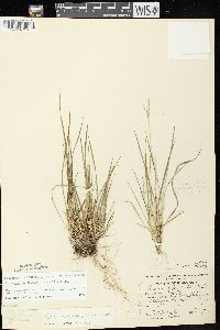 Dichanthelium depauperatum image