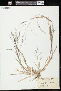 Panicum dichotomiflorum subsp. dichotomiflorum image