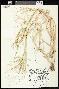 Panicum dichotomiflorum subsp. dichotomiflorum image