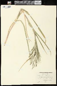 Panicum dichotomiflorum subsp. dichotomiflorum image