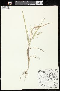 Panicum dichotomiflorum subsp. dichotomiflorum image