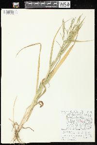 Panicum dichotomiflorum subsp. dichotomiflorum image