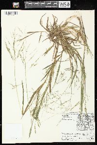 Panicum dichotomiflorum subsp. dichotomiflorum image