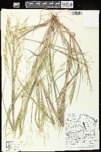 Panicum dichotomiflorum subsp. dichotomiflorum image