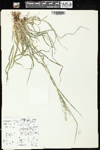 Panicum dichotomiflorum subsp. dichotomiflorum image