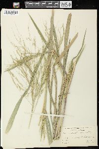 Panicum dichotomiflorum subsp. dichotomiflorum image