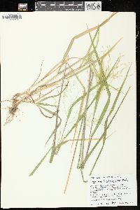 Panicum dichotomiflorum subsp. dichotomiflorum image