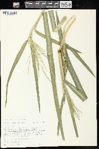 Panicum dichotomiflorum subsp. dichotomiflorum image