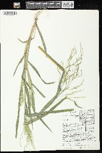 Panicum dichotomiflorum subsp. dichotomiflorum image