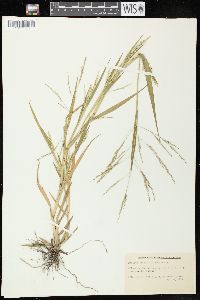 Panicum dichotomiflorum subsp. dichotomiflorum image