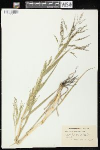 Panicum dichotomiflorum subsp. dichotomiflorum image