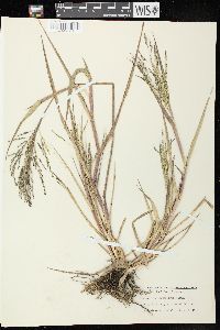 Panicum dichotomiflorum subsp. dichotomiflorum image