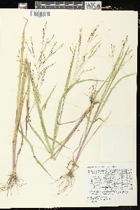 Panicum dichotomiflorum subsp. dichotomiflorum image