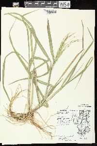 Panicum dichotomiflorum subsp. dichotomiflorum image