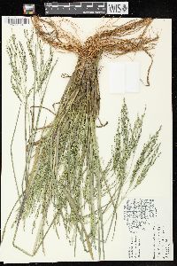 Panicum dichotomiflorum subsp. dichotomiflorum image