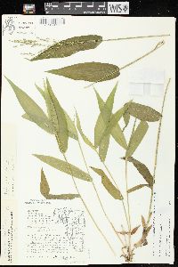 Dichanthelium latifolium image