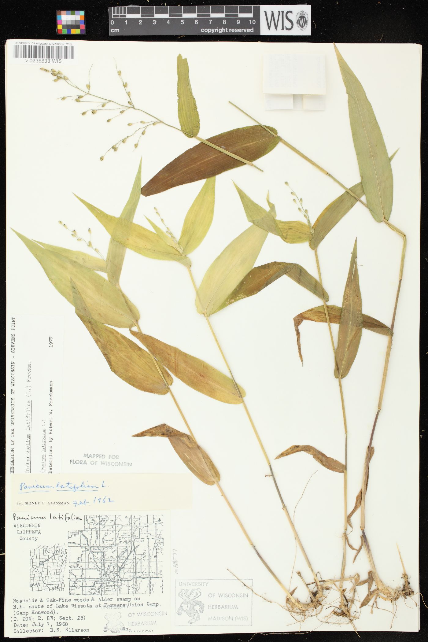 Dichanthelium latifolium image