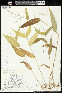 Dichanthelium latifolium image