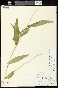 Dichanthelium latifolium image