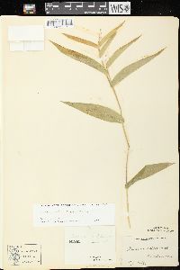 Dichanthelium latifolium image