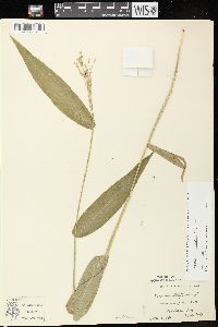 Dichanthelium latifolium image