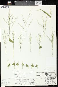 Dichanthelium latifolium image