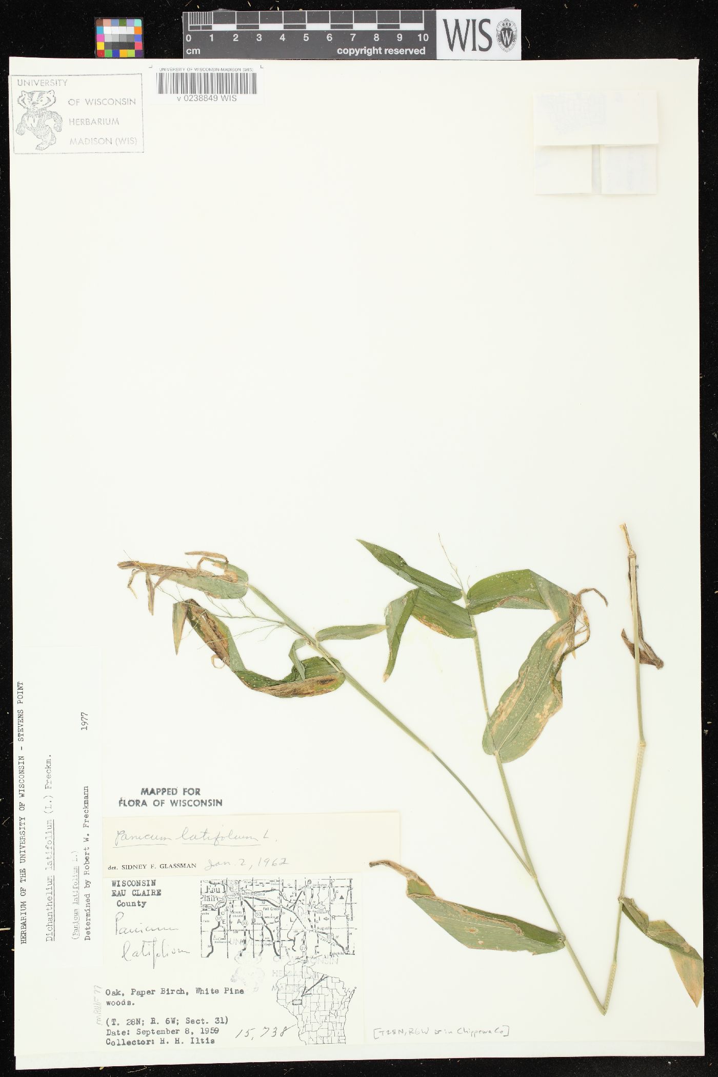 Dichanthelium latifolium image