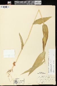 Dichanthelium latifolium image