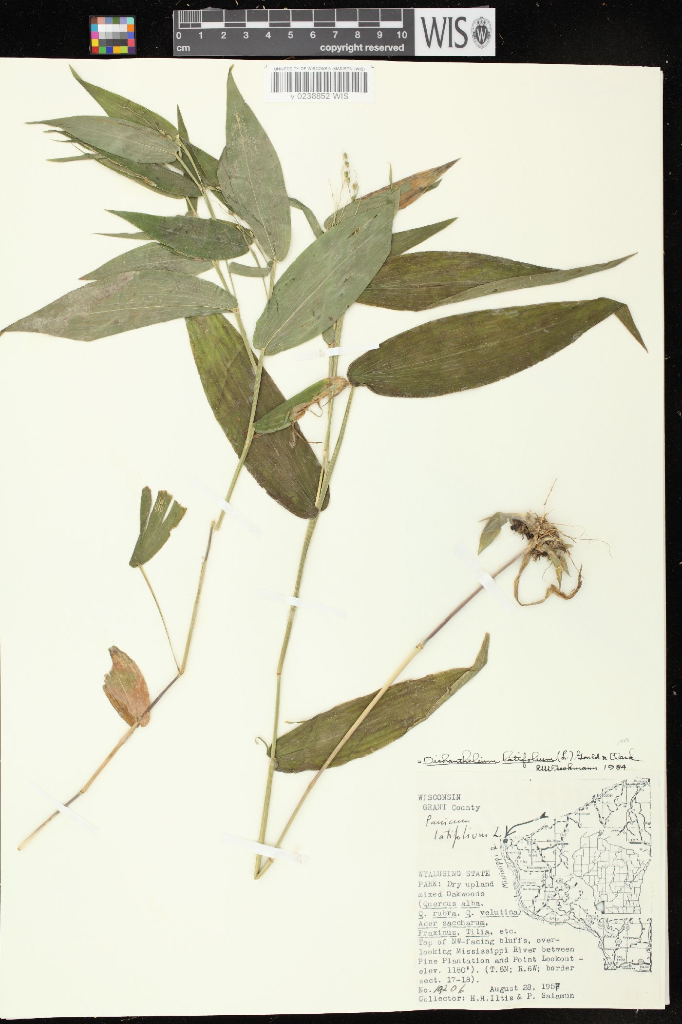 Dichanthelium latifolium image