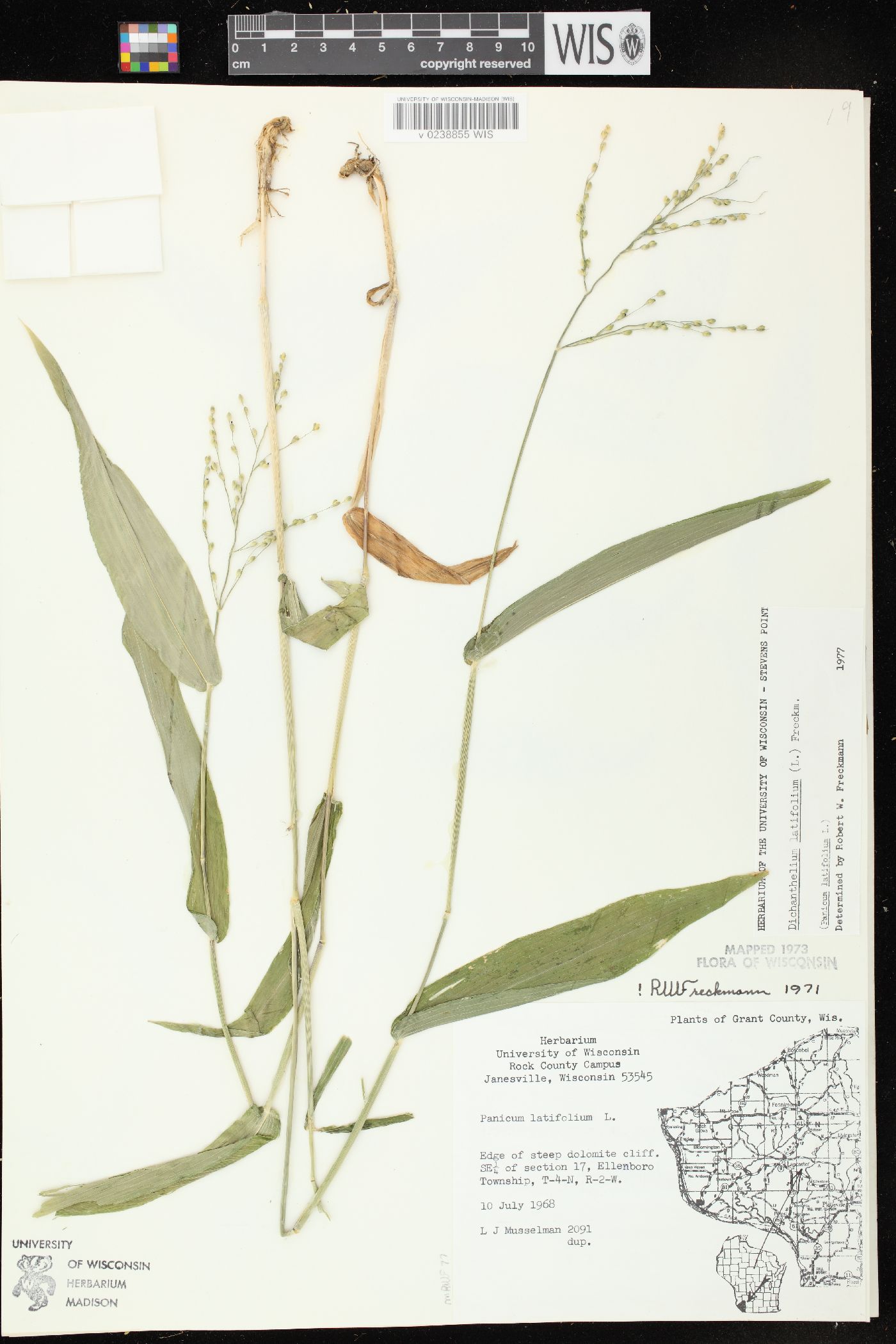 Dichanthelium latifolium image