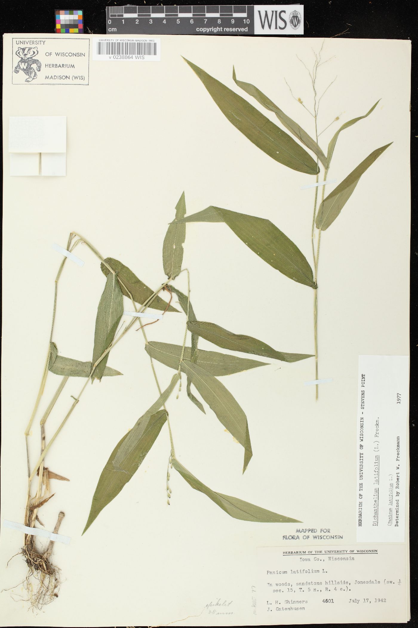 Dichanthelium latifolium image