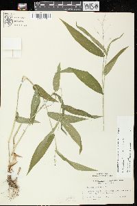 Dichanthelium latifolium image