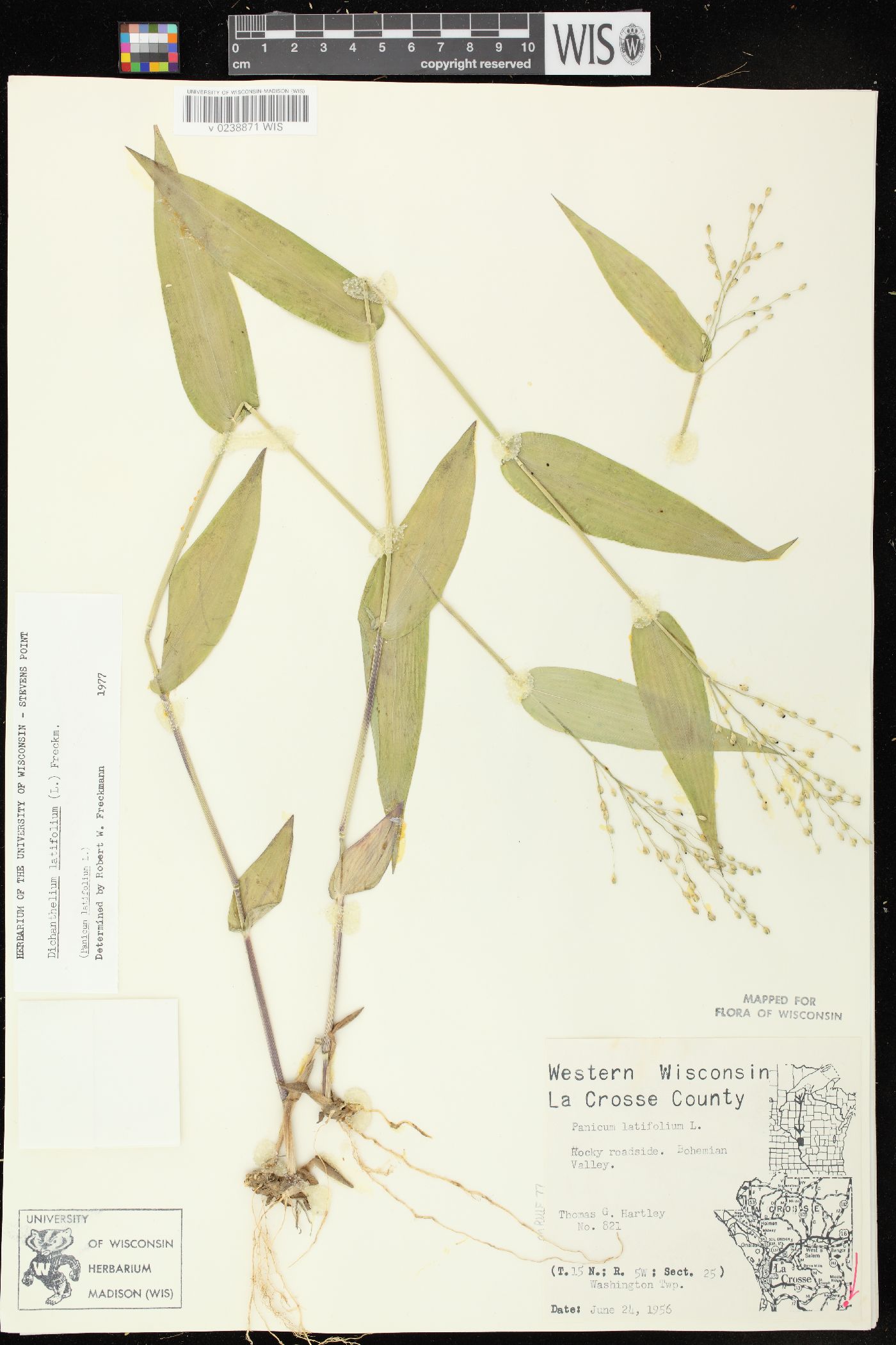 Dichanthelium latifolium image